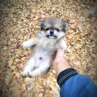 واگذاری سگ پامرانین پاندایی خرسی.|سگ|مشهد, الهیه|دیوار