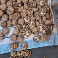 گردو|خوردنی و آشامیدنی|مشهد, شهید علی محمدی|دیوار