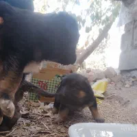 واگذاری ژرمن شپرد شولاین|سگ|نیشابور, مازول|دیوار