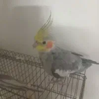 فروش عروس هلندی|پرنده|قدس, شهر‌قدس|دیوار