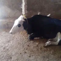 تلیسه.گوساله.ابستن|حیوانات مزرعه|زرین دشت (همدان), |دیوار