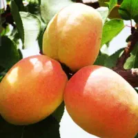 فروش نهال میوه با کیفیت در نهالستان یاس و نسترن