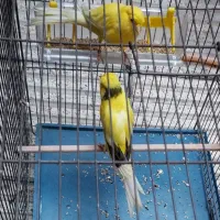 قناری  ماده رسمی بلند