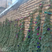 بذرگل|گل و گیاه طبیعی|ساری, |دیوار