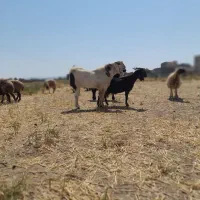 نربز گلابی