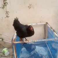 مرغ   جوان سیاه باهم ۲۱۰۰سالم