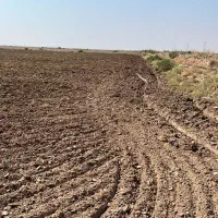 اجاره  یا مشارکت 150 هکتار زمین گندم اهواز