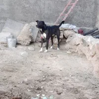 سگ مخصوص نگهبانی|سگ|نجفآباد, شهید بهشتی|دیوار