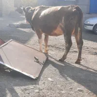 گاو شیری دو دندان|حیوانات مزرعه|هشترود, |دیوار