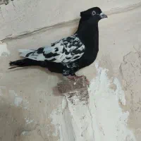 دو عدد نر پریده اوستا کار