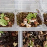 پک 5 عددی حلزون. مناسب پوست|خزنده|مشهد, ادیب نیشابوری (شهرک غرب)|دیوار