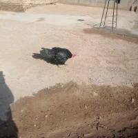 بوقلمون