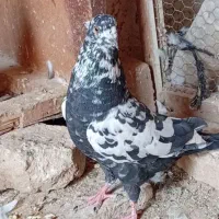 کفتر .