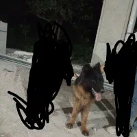 سگ ژرمن