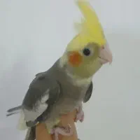 عروس هلندی تازه دون خور شده ....دستی|پرنده|سمنان, |دیوار