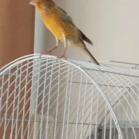 قناری نر|پرنده|اصفهان, گرکان|دیوار