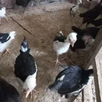 جوجه گلین