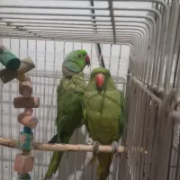 یه جفت طوطی ملنگو مولد موعظه دارم .|پرنده|کرج, کمال‌شهر|دیوار