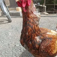 خروس لاری یک|حیوانات مزرعه|میناب, |دیوار