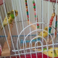 مرغ عشق رام و زیبا|پرنده|رشت, گلزاران|دیوار