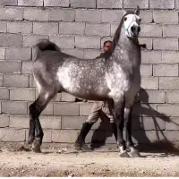 مادیان|اسب و تجهیزات اسب‌سواری|شیراز, دوکوهک|دیوار