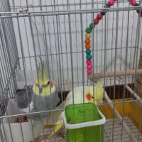 عروس هلندی|پرنده|قدس, شهر‌قدس|دیوار