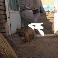 توله سگ پا کوتاه 300