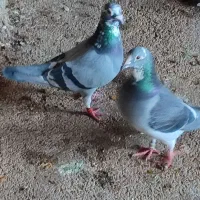 کبوتر پلاکی