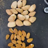 بادام و خشکبار به صورت نقد و مدت با به قیمت تجاری