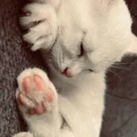 گربه|گربه|اسکو, |دیوار