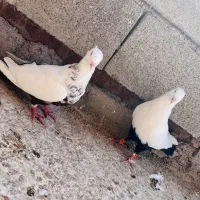 جفت دمبی درجه یک|پرنده|شوشتر, |دیوار