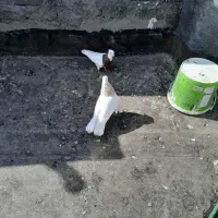 ۶دانه دم سفید و ۴تاطوقی|پرنده|شاندیز, |دیوار