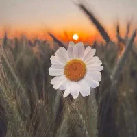 معلم