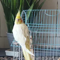 عروس هلندی لوتینو ماده|پرنده|زیباشهر, |دیوار