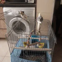 عروس هلندی نروماده