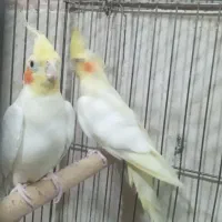 عروس هلندی جفت|پرنده|اردبیل, |دیوار