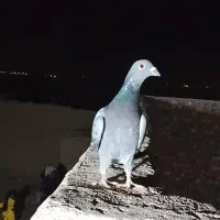 کفتر گمشده|پرنده|کرباسک, |دیوار