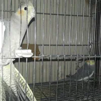 عروس هلندی|پرنده|شیراز, گلکوب|دیوار