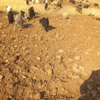 بز نذری