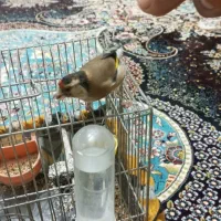 فروش سهره ماده|پرنده|چمستان, |دیوار