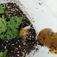 حلزون|خزنده|نیشابور, بنیاد شهید|دیوار