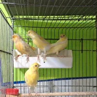 قناری ماده|پرنده|تهران, جهاد|دیوار