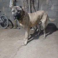 سگ فروشی|سگ|فیروزه, |دیوار