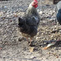 فروش بوغلمون و مرغ تخم گذار