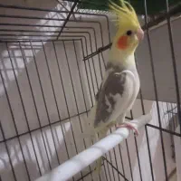 عروس هلندی|پرنده|قم, شهرک توانیر|دیوار