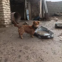 سگ پاکوتاه ماده