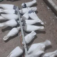 طوقی کرمانشاهی|پرنده|چرام, |دیوار