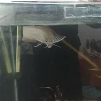 ماهی اروانا|ماهی|خوی, |دیوار