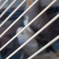 عروس هلندی وعشق باقفس|پرنده|جلین, |دیوار