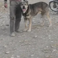 واگذاری گمشده|سگ|نوبران, |دیوار